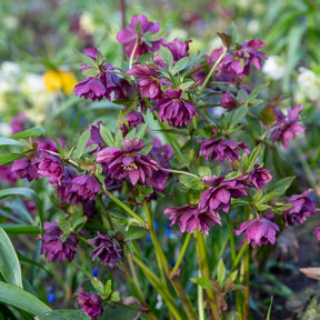 gefüllte violette Helleborus Ellen (x2) - Helleborus orientalis Double Ellen Purple - Willemse