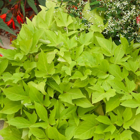 Ipomoea batatas 'sweet caroline green' - Zier-Süßkartoffel 'Sweet Caroline Green' (x3) - Hängende Pflanzen für Terrasse und Balkon