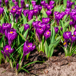 Verkauf Krokus ‘Flower Record’ (x15) - Crocus vernus flower record