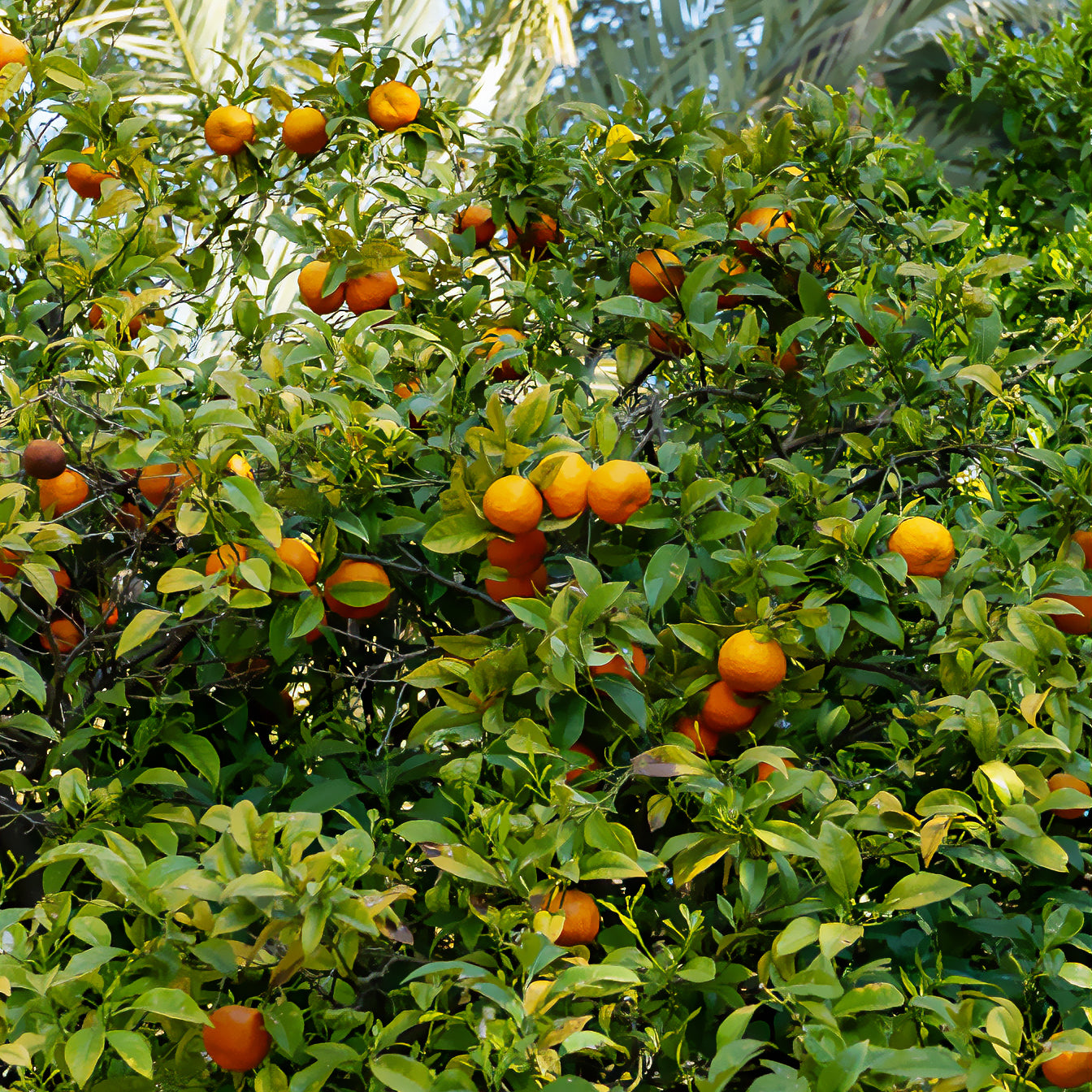 Mandarinenbaum - Zitrusfrüchte - Willemse