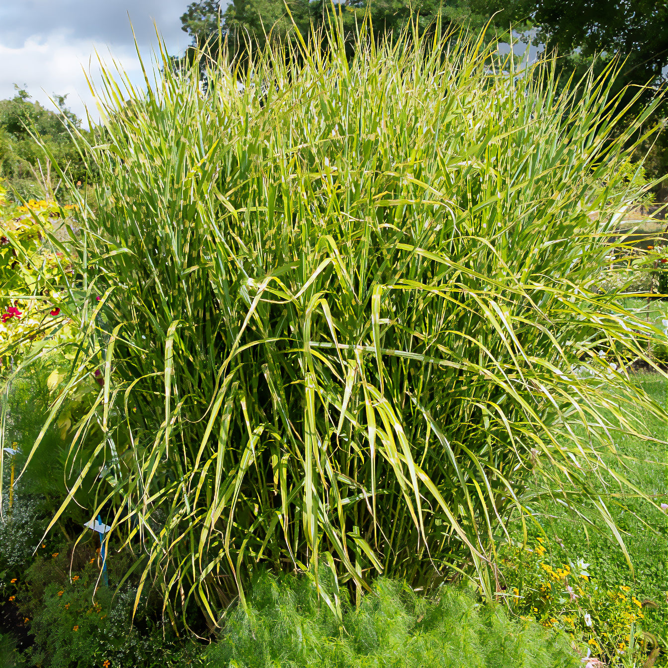 Chinaschilf ‘Zebrinus’ - Miscanthus sinensis Zebrinus - Willemse