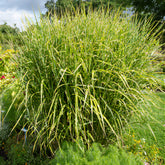 Chinaschilf ‘Zebrinus’ - Miscanthus sinensis Zebrinus - Willemse