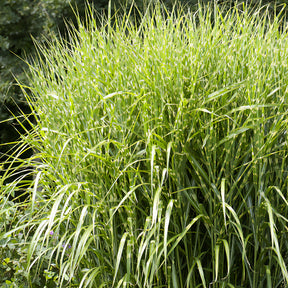 Chinaschilf ‘Zebrinus’ - Willemse