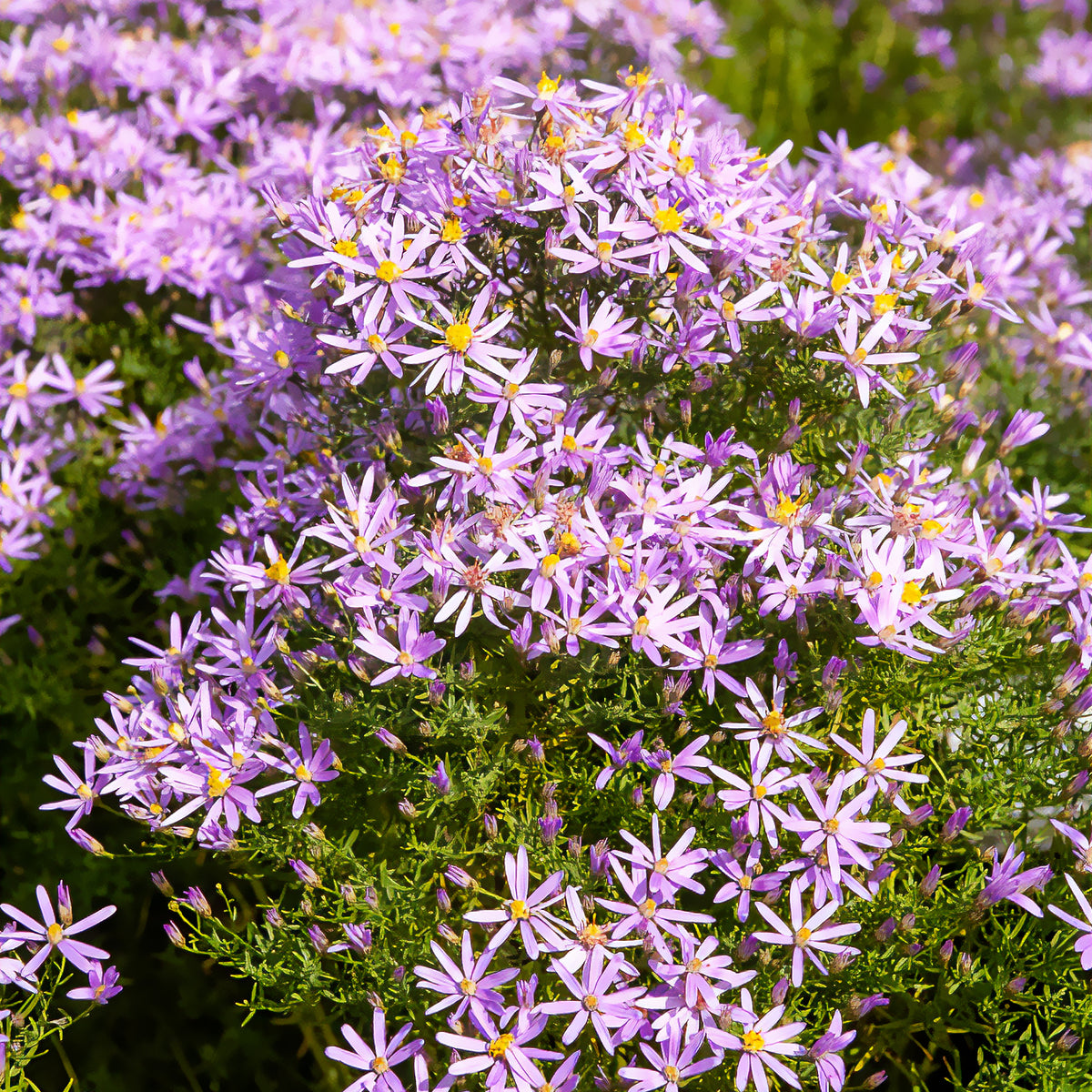 Niedrige Garten-Aster 'Nanus' - Willemse