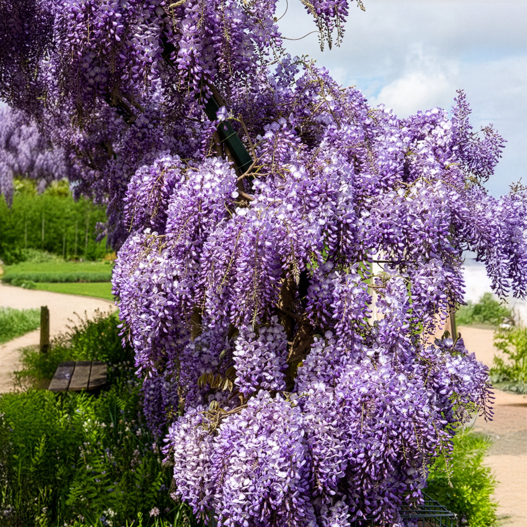 Chinesische Blauregen 'Prolific' - Wisteria sinensis Prolific - Willemse