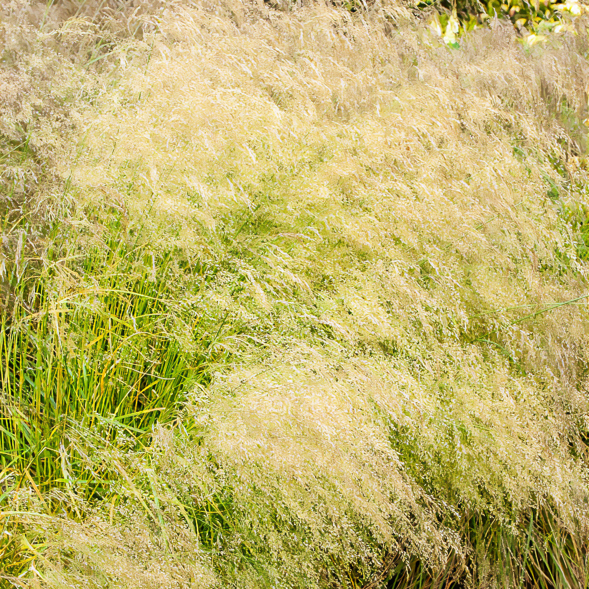 Schmiele 'Bronzeschleier' - Willemse