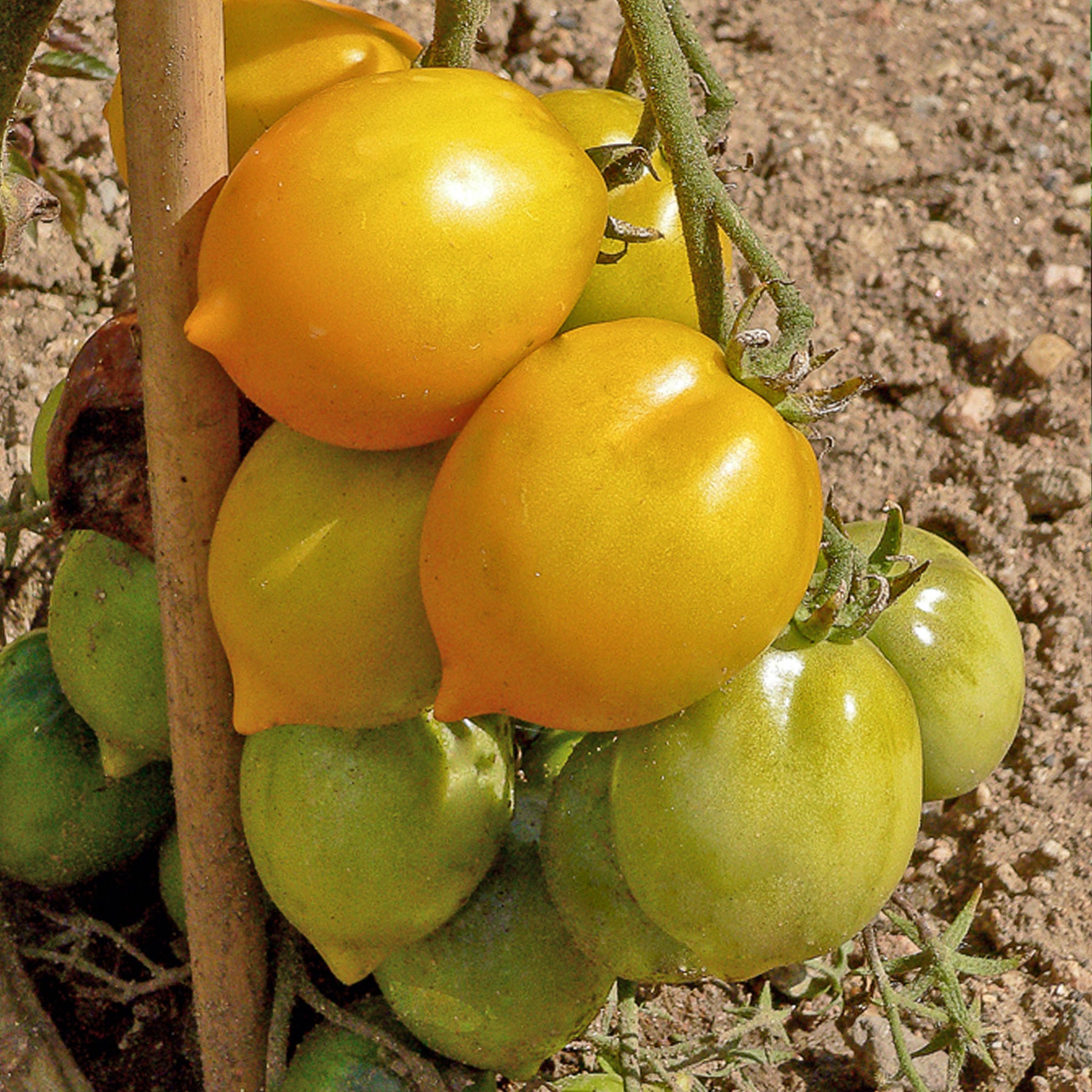 Tomate ‘Lemon Tree’ - Solanum lycopersicum lemon tree - Willemse