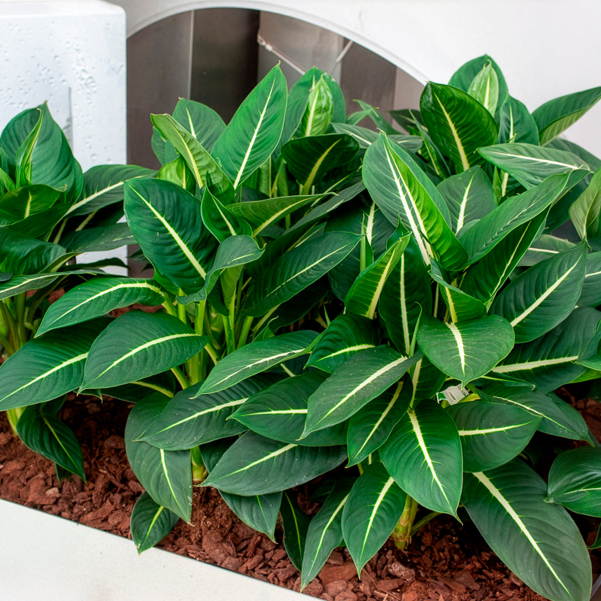 Dieffenbachie 'Green Magic'