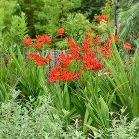 Verkauf Crocosmia 'Lucifer' rot (x15) - Crocosmia - Montbretie