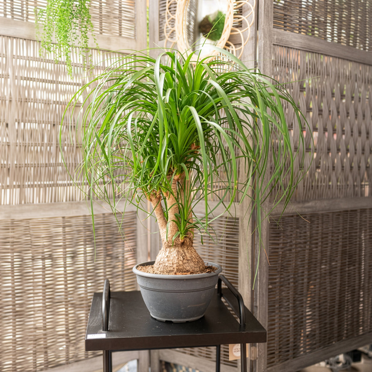 Elefantenfuß - Beaucarnea recurvata - Willemse