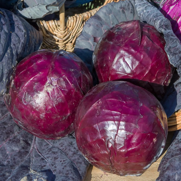 Rotkohl ‘Tete Noire 3’ - Brassica oleracea capitata tête noire 3 - Willemse
