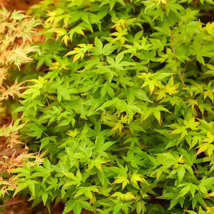 Fächerahorn 'Little Princess' - Acer palmatum little princess - Willemse