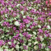 Gefleckte Taubnessel Beacon Silver - Lamium maculatum Beacon Silver - Willemse