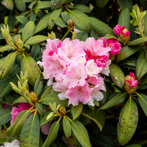 Yakushimanum-Rhododendron ‘Doc’ - Rhododendron yakushimanum Doc - Willemse