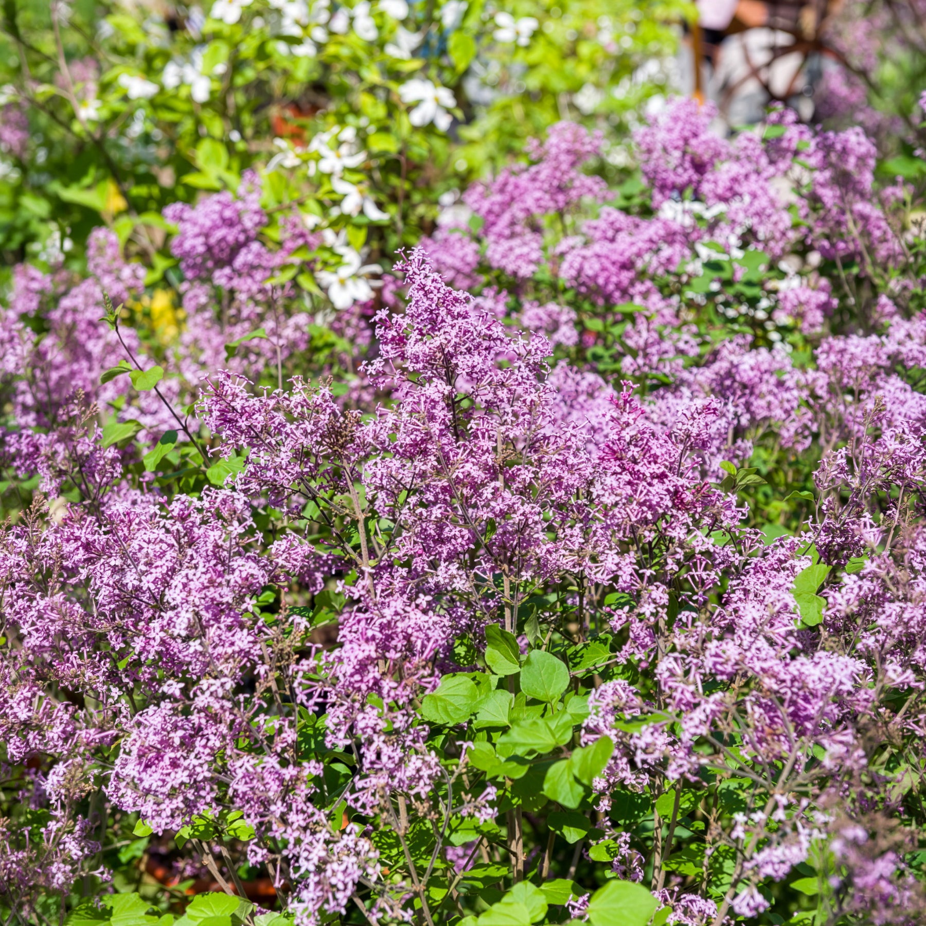 Herbstflieder 'Dark Purple'