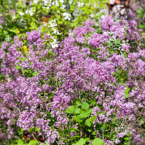 Herbstflieder 'Dark Purple'