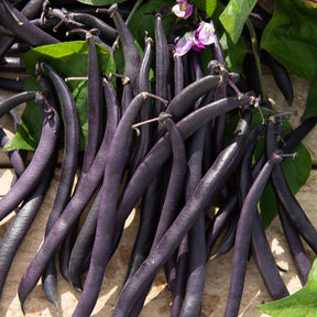 Buschbohne Purple Queen - Phaseolus vulgaris purple queen - Saatgut