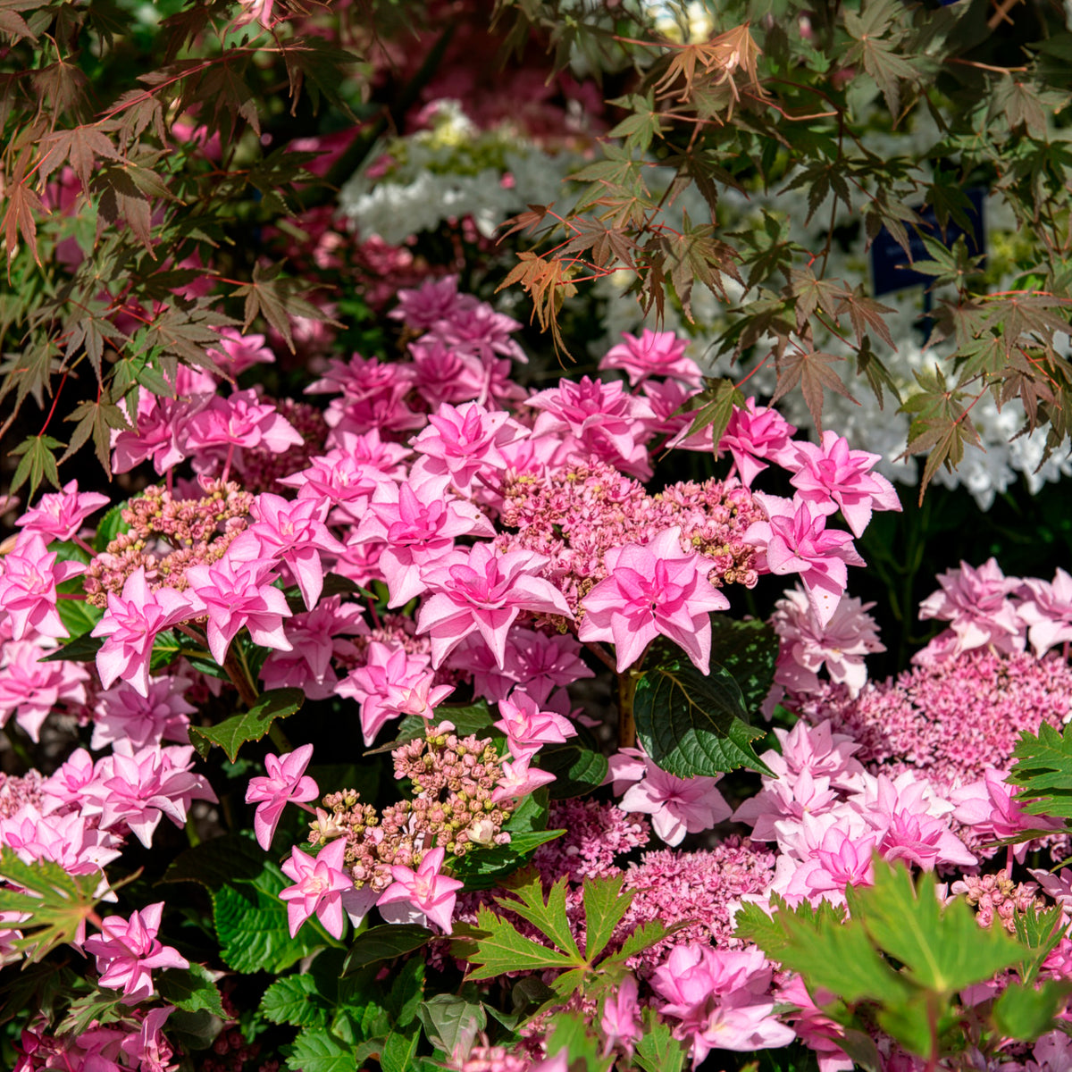 Bauernhortensie 'Doppio Rosa'