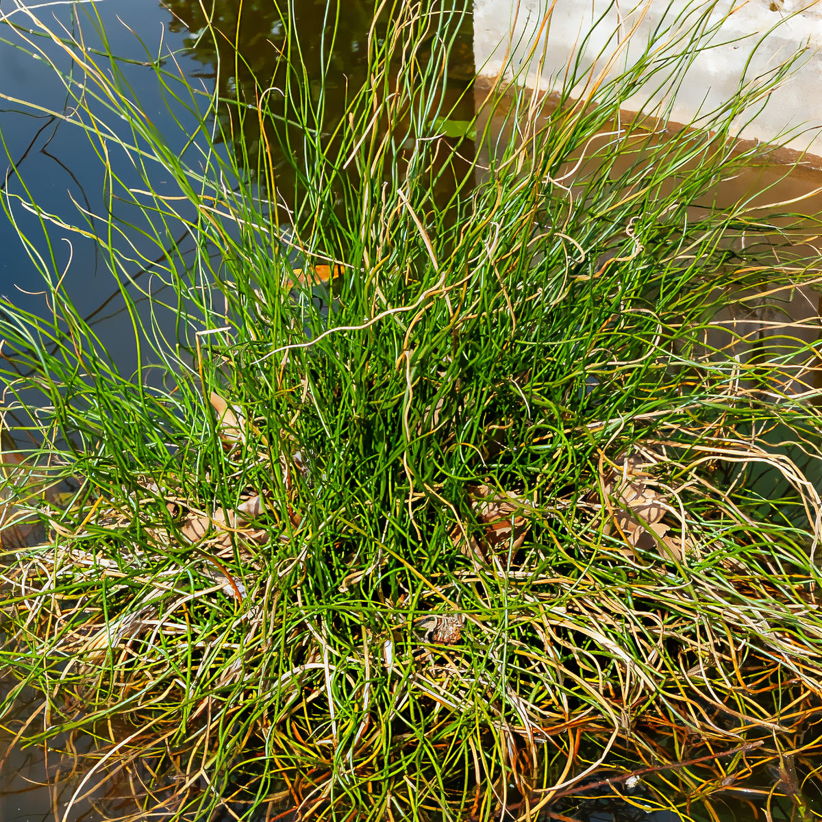Sparrige Binse Spiralis - Juncus effusus spiralis - Willemse