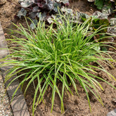 Segge 'Variegata'