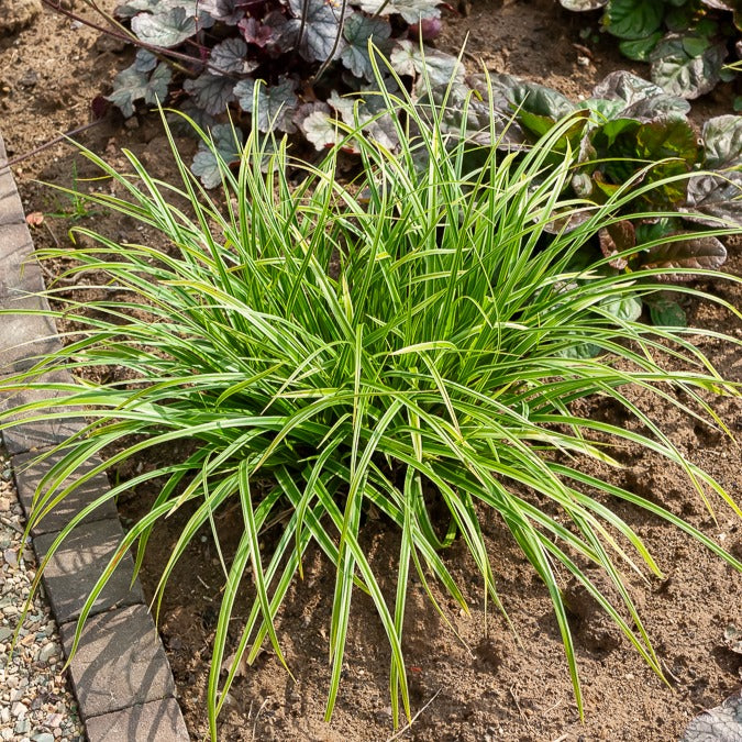 Segge 'Variegata'