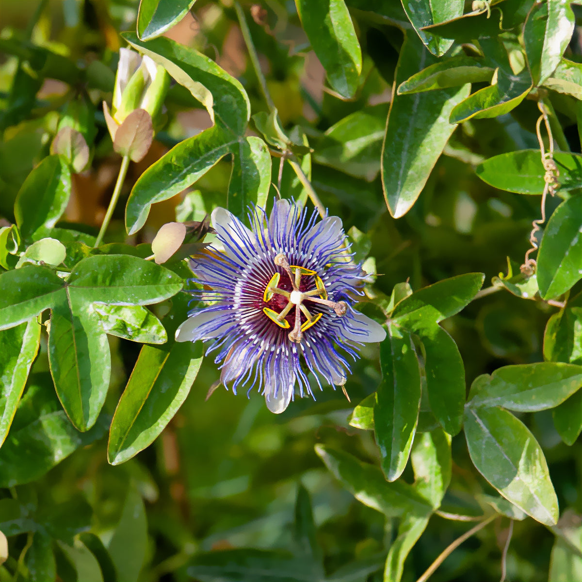 Passionsblume 'Purple Rain' - Passiflora purple rain - Willemse