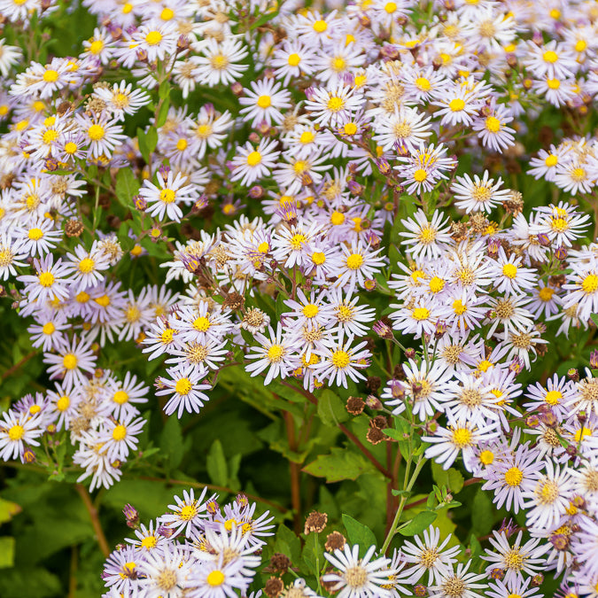 Zwergaster 'Asran'