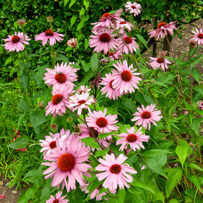Echinacea - Sonnenhut - Purpur-Sonnenhut - Echinacea purpurea