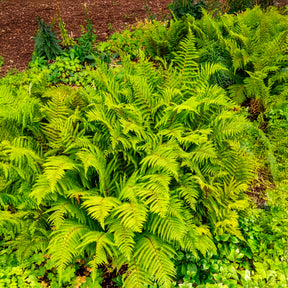 Stauden - Grannen-Schildfarn 'Herrenhausen' - Polystichum setiferum Herrenhausen