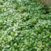 Pachysandra terminalis Green Carpet - Dickmännchen ‘Green Carpet’ - Stauden