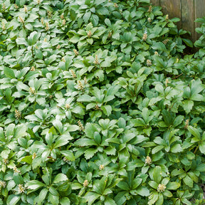 Pachysandra terminalis Green Carpet - Dickmännchen ‘Green Carpet’ - Stauden