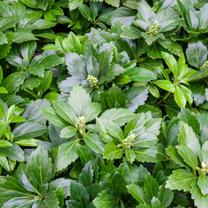 Dickmännchen ‘Green Carpet’ - Willemse