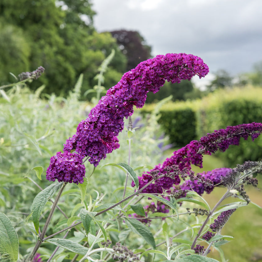 Schmetterlingsstrauch ‘Royal Red’ - Willemse