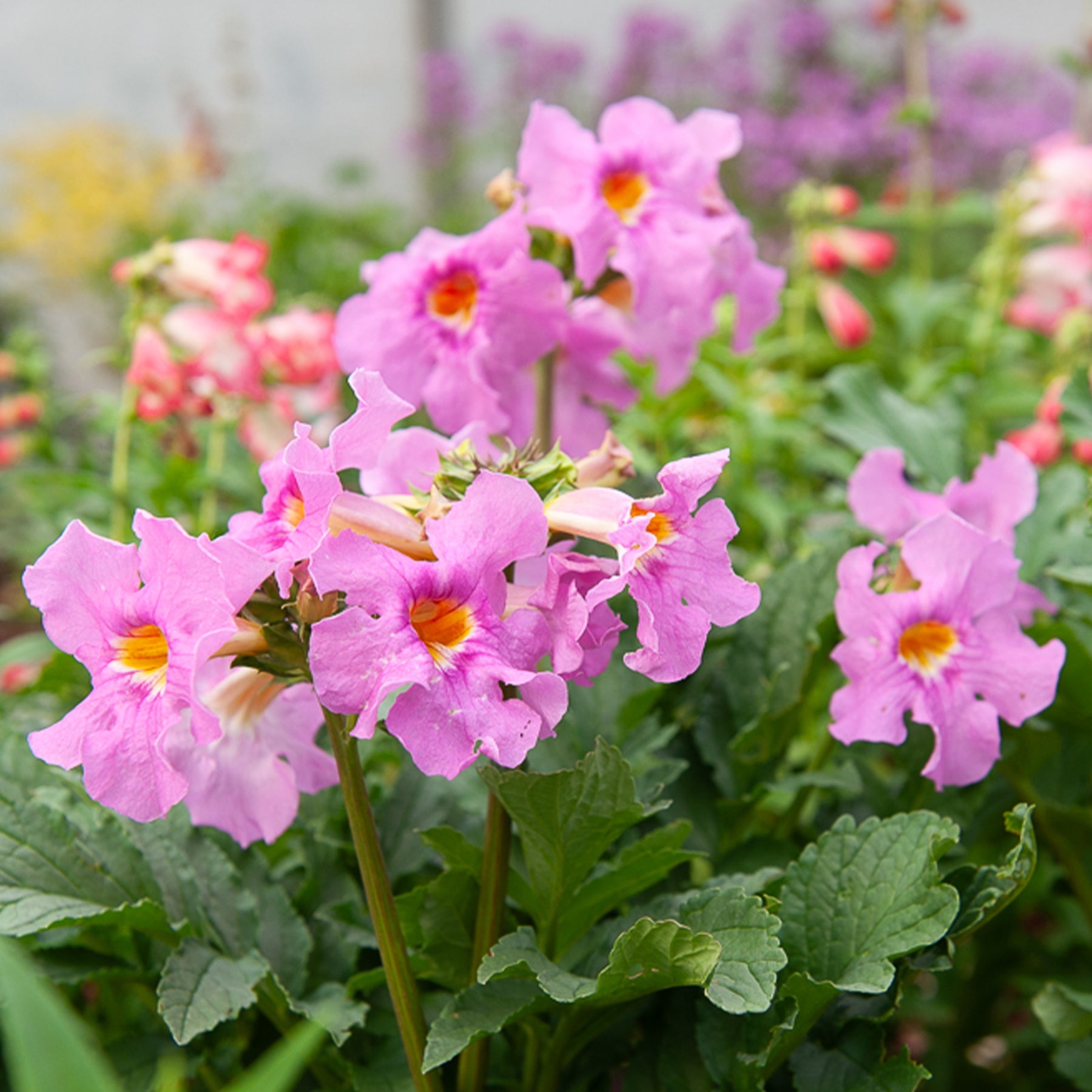 Gartengloxinie Mischung (x4) - Incarvillea delavayi - Willemse