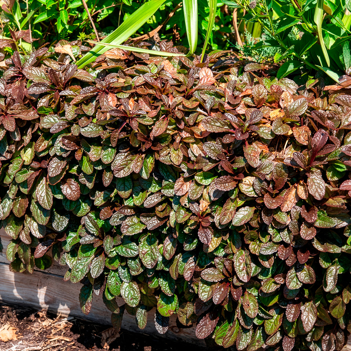 Rotblättriger Günsel 'Atropurpurea' - Ajuga reptans Atropurpurea - Willemse