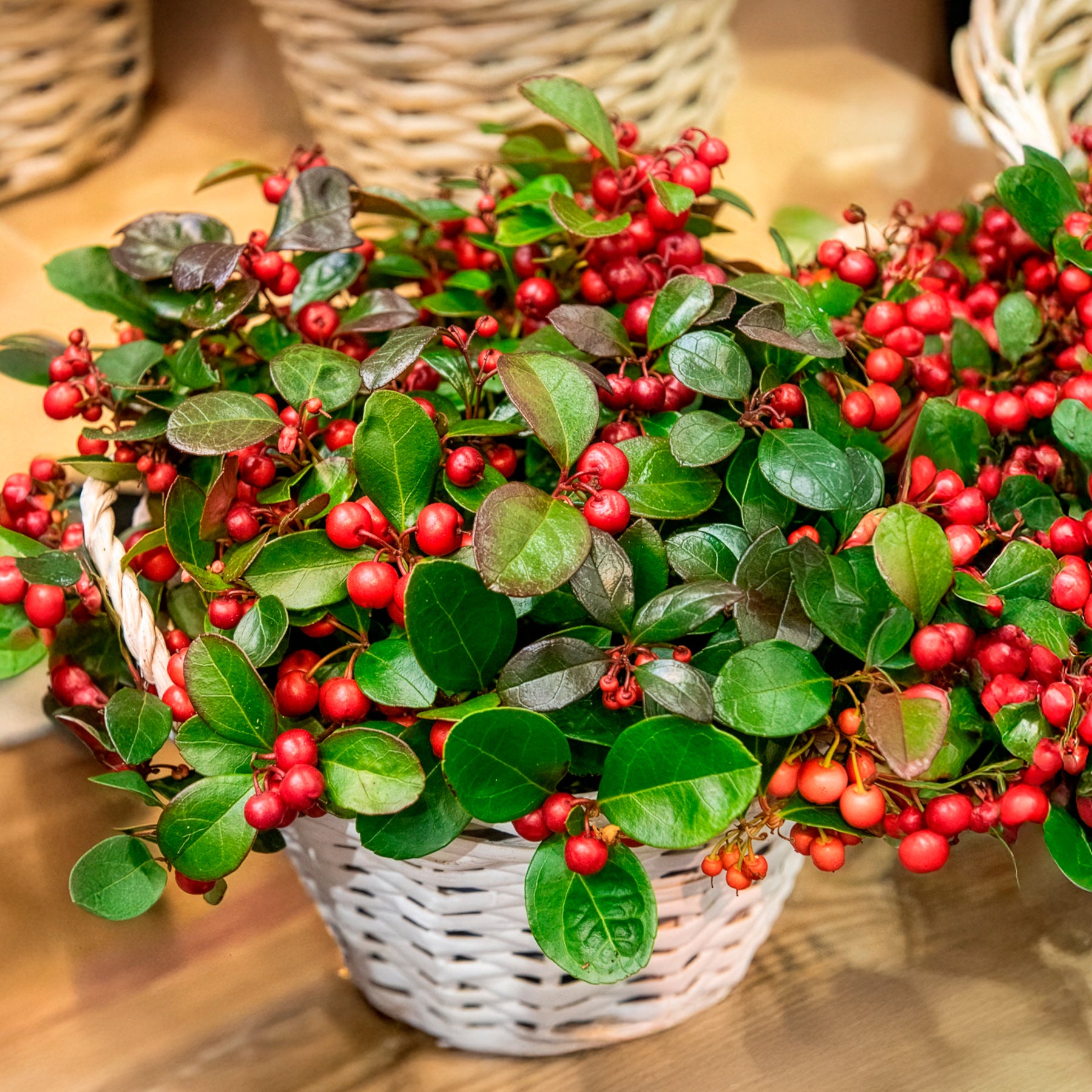 Blühende Sträucher - Gaultheria procumbens 'Big Berry' - Gaultheria procumbens Big Berry