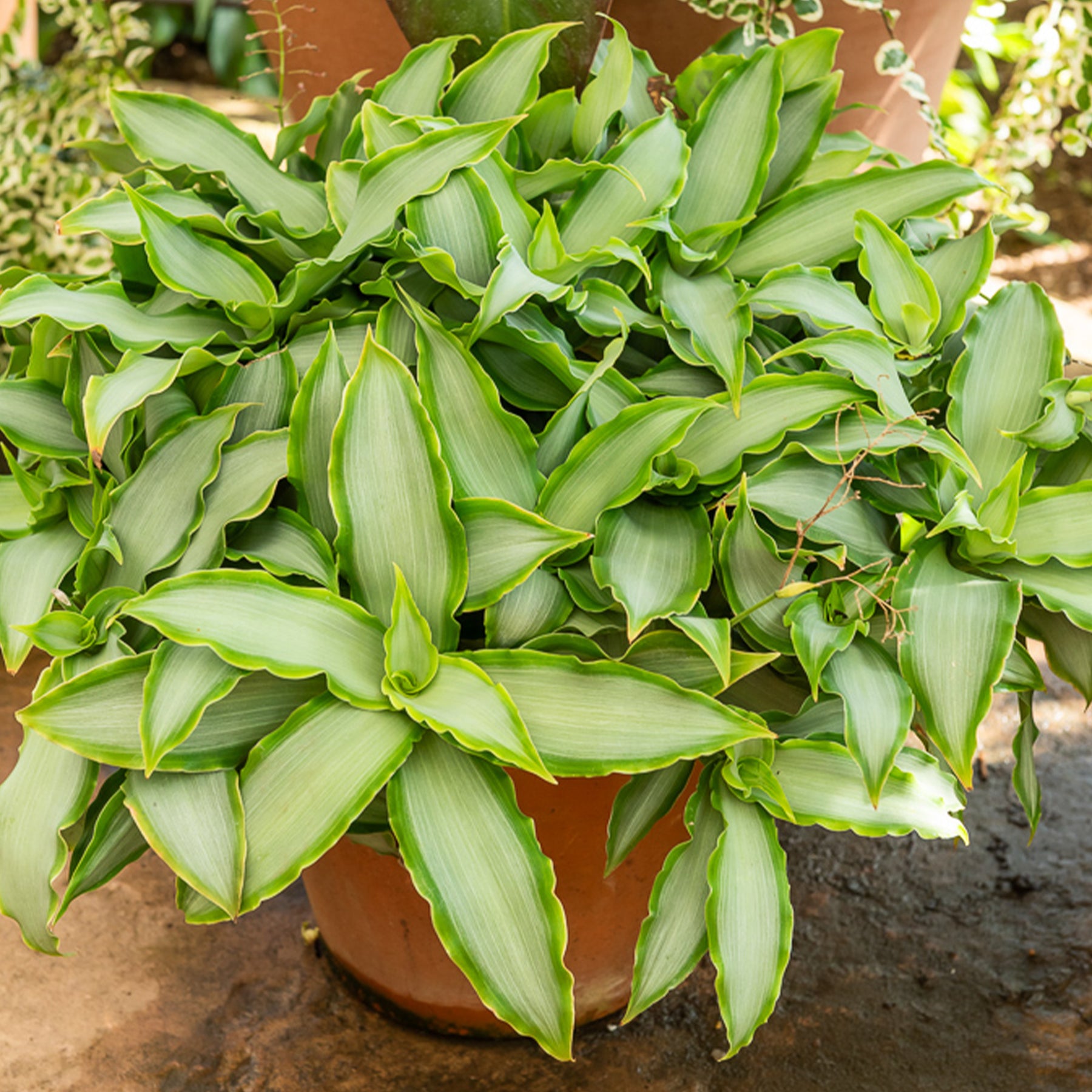 Murdannia Loriformis 'Bright Star' - Willemse