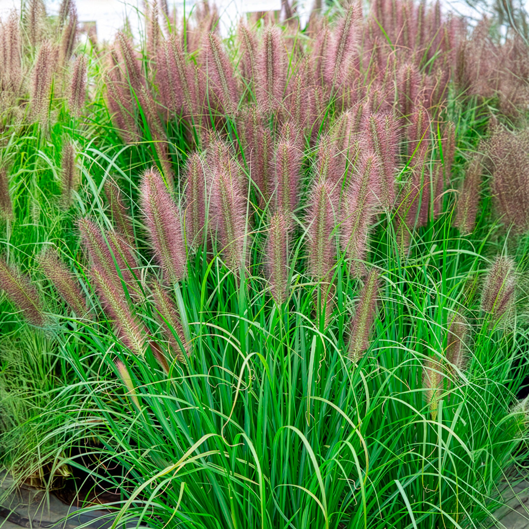 Lampenputzergras ‘Red Head’ - Willemse