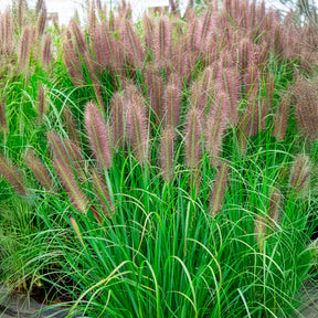Lampenputzergras ‘Red Head’ - Willemse