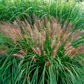 Pennisetum - Lampenputzergras ‘Red Head’ - Pennisetum alopecuroides red head