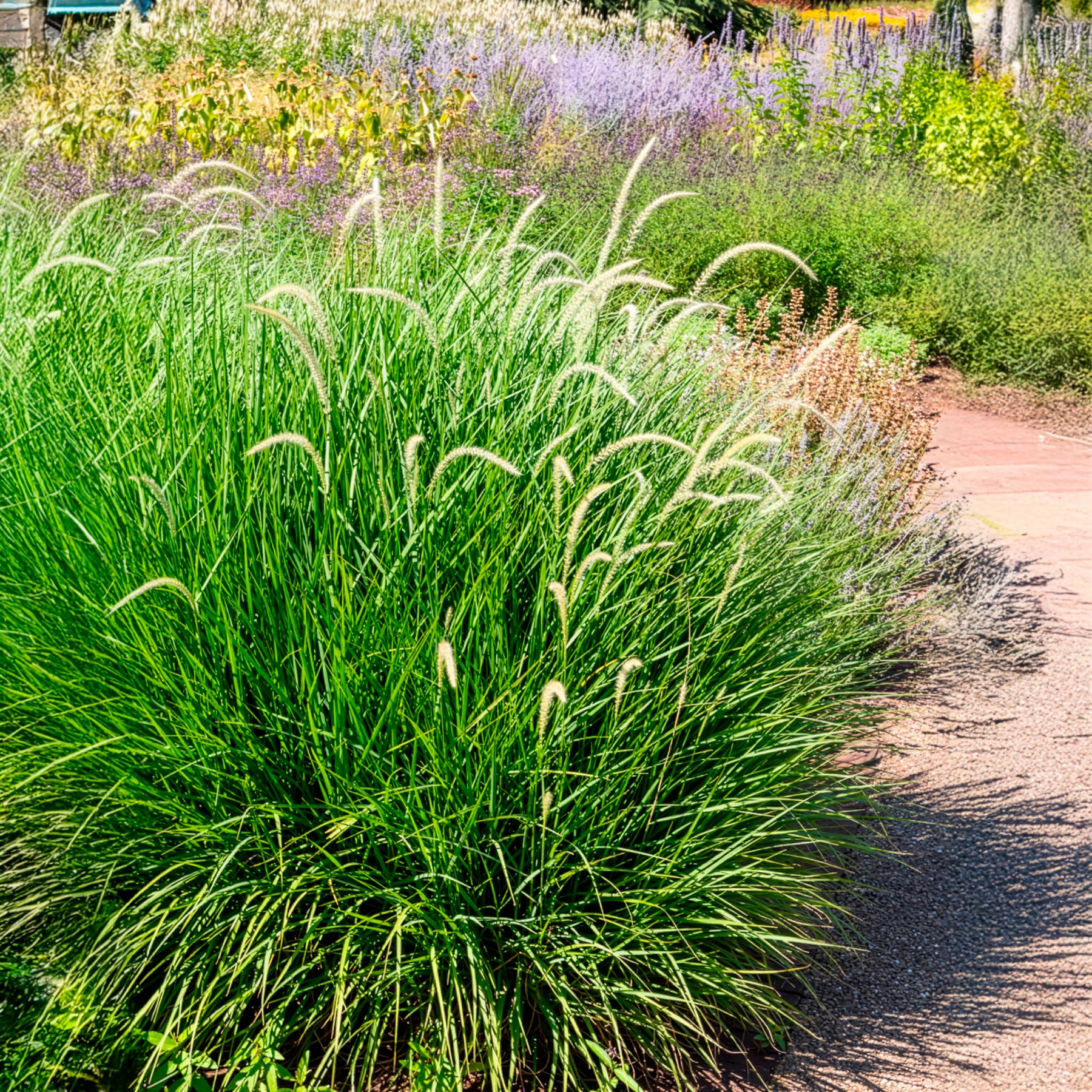 Orient-Lampenputzergras ‘Fairy Tails’ - Pennisetum orientale Fairy Tails - Willemse