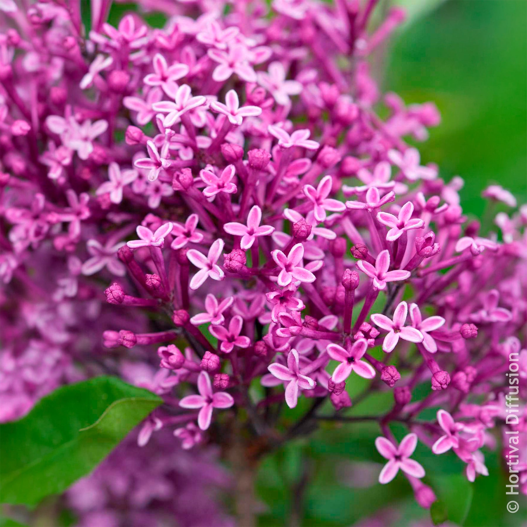 Herbstflieder 'Dark Purple' - Flieder - Willemse