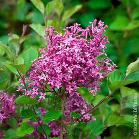 Verkauf Herbstflieder 'Dark Purple'