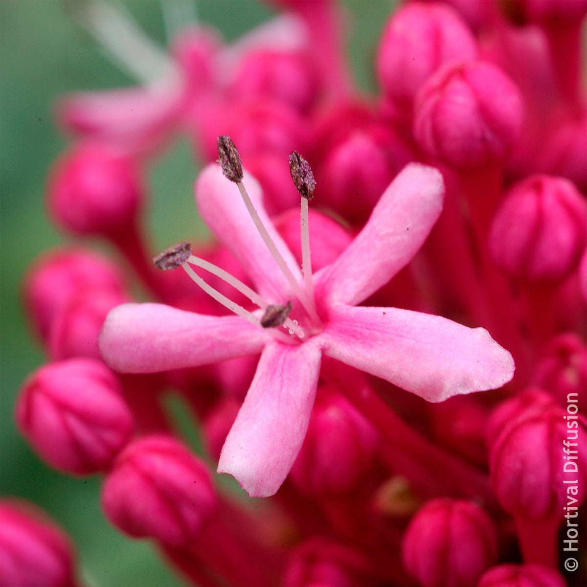 Losbaum - Clerodendrum bungei - Willemse