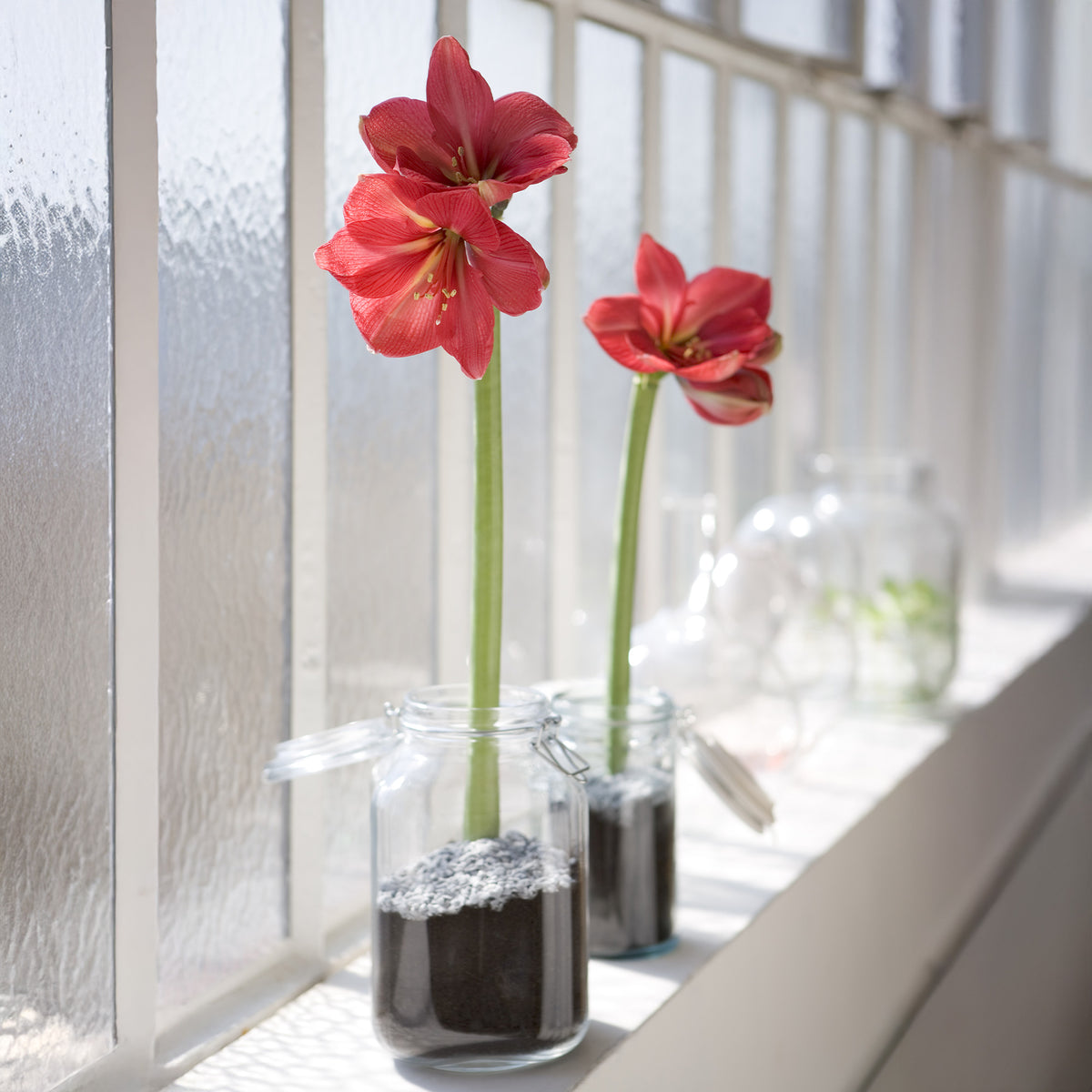 Wachs Amaryllis  Gloss Gold - Amaryllis  Gloss Gold - Willemse