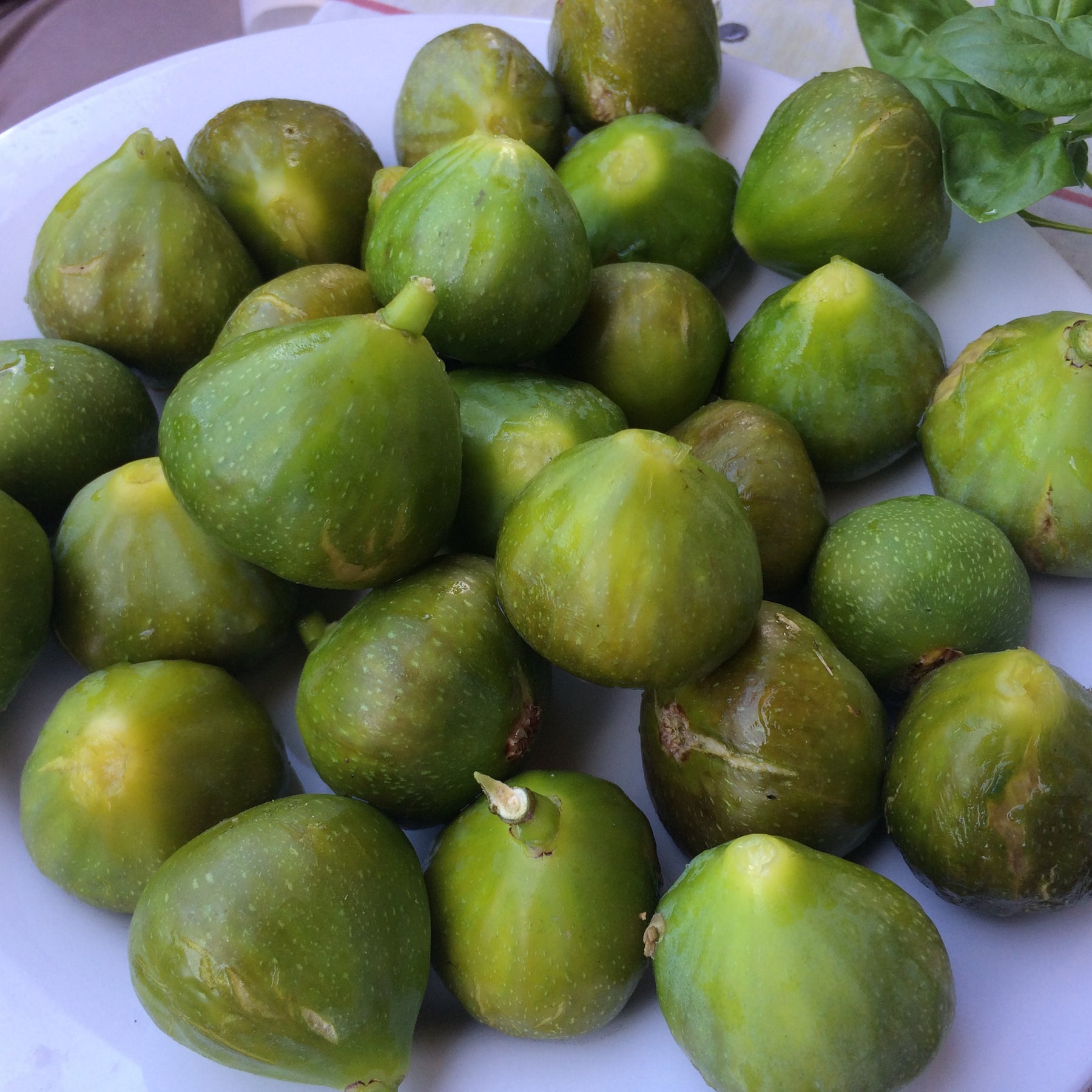 Zwergfeige Ficcolino - Ficus carica Gustis ® Ficcolino - Willemse