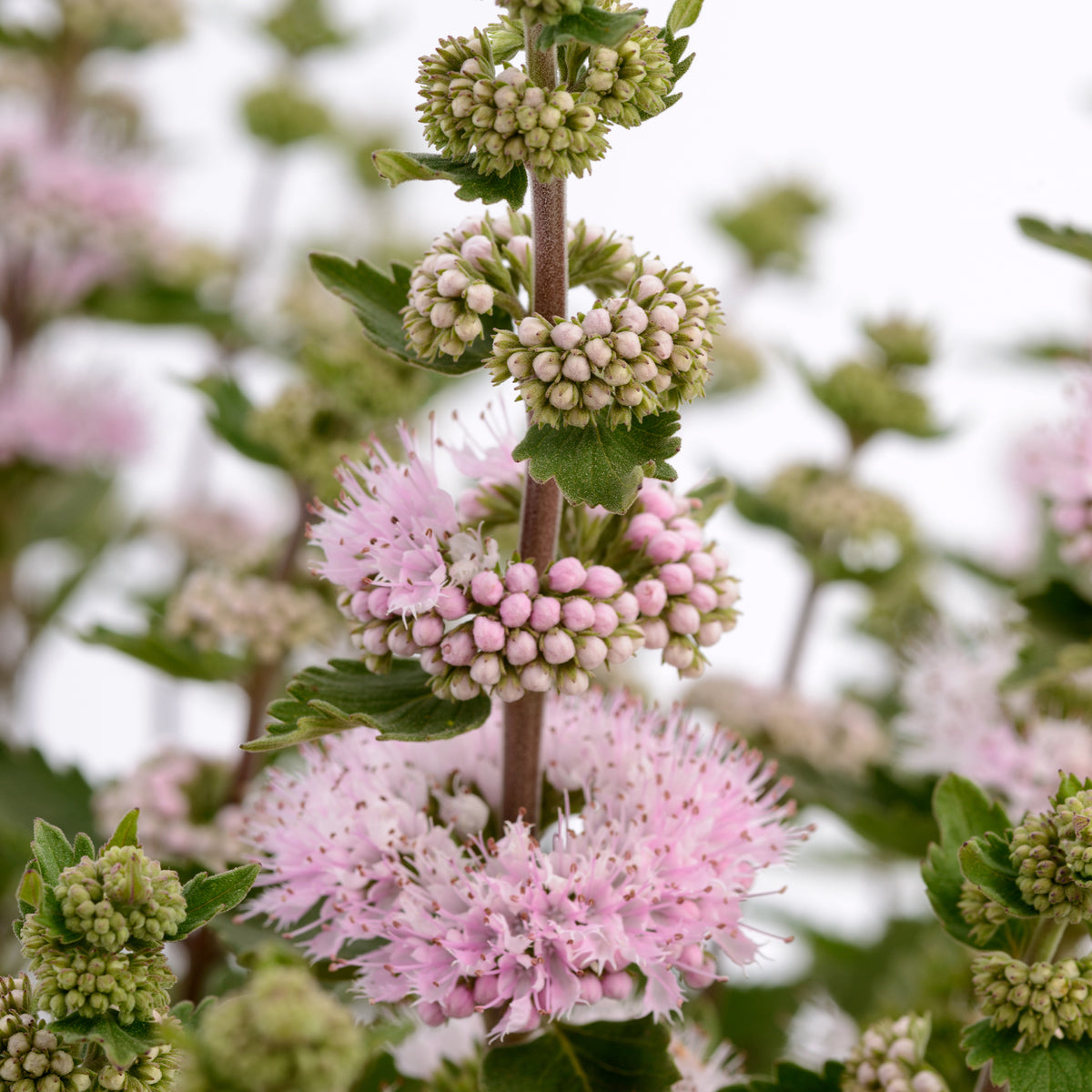 Bartblume ‘Camara’® Pink - Caryopteris x clandonensis Camara® Pink - Willemse