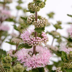 Bartblume ‘Camara’® Pink - Caryopteris x clandonensis Camara® Pink - Willemse