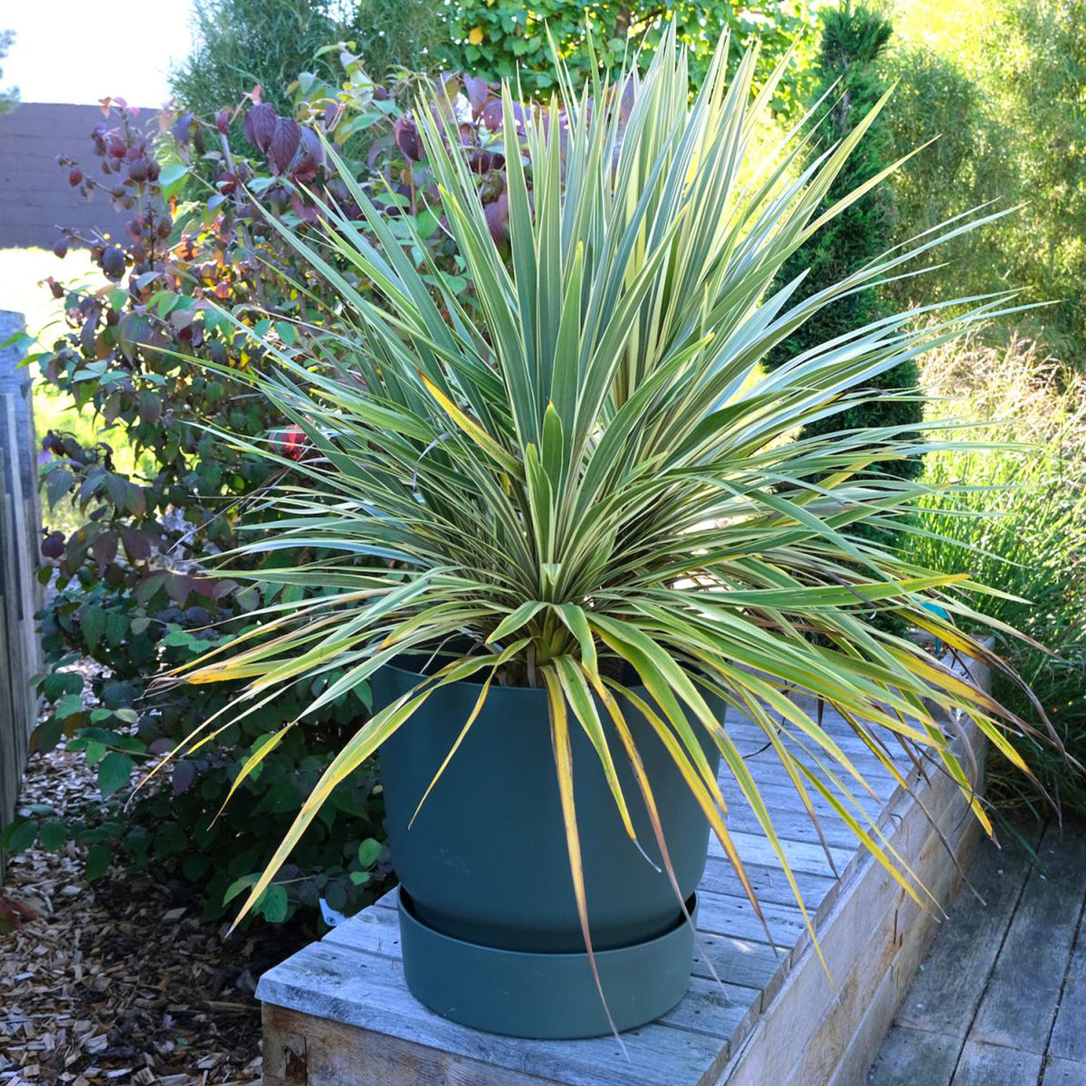 Keulenlilie 'Fantasy'® - Cordyline australis Fantasy ® - Willemse