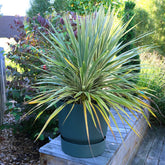 Keulenlilie 'Fantasy'® - Cordyline australis Fantasy ® - Willemse